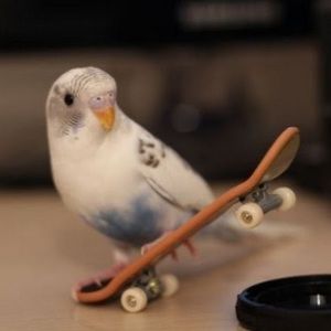 Meet your Posher, Julia